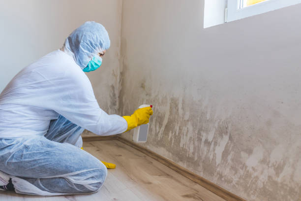 Licensed Black Mold Removal service in Harrison, TN - WQB Mold Removal