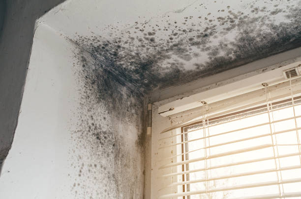 Affordable Black Mold Removal solutions in Harrison, TN